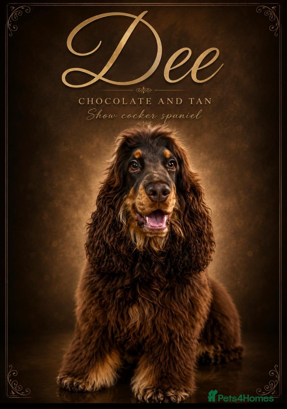 Cocker Spaniel dogs ⭐️stunning show type cocker spaniel puppies⭐️ - Advert 1