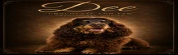 Cocker Spaniel dogs for sale: ⭐️stunning show type cocker spaniel puppies⭐️ - Advert 1