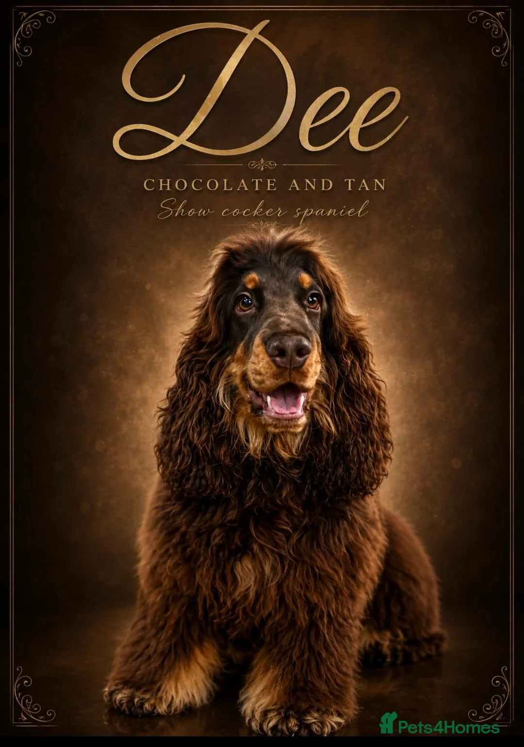 Cocker Spaniel dogs for sale: ⭐️stunning show type cocker spaniel puppies⭐️ - Advert 1