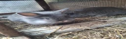 Mini Lion Lop rabbits for sale: Beautiful Mini lionlops  - Advert 5