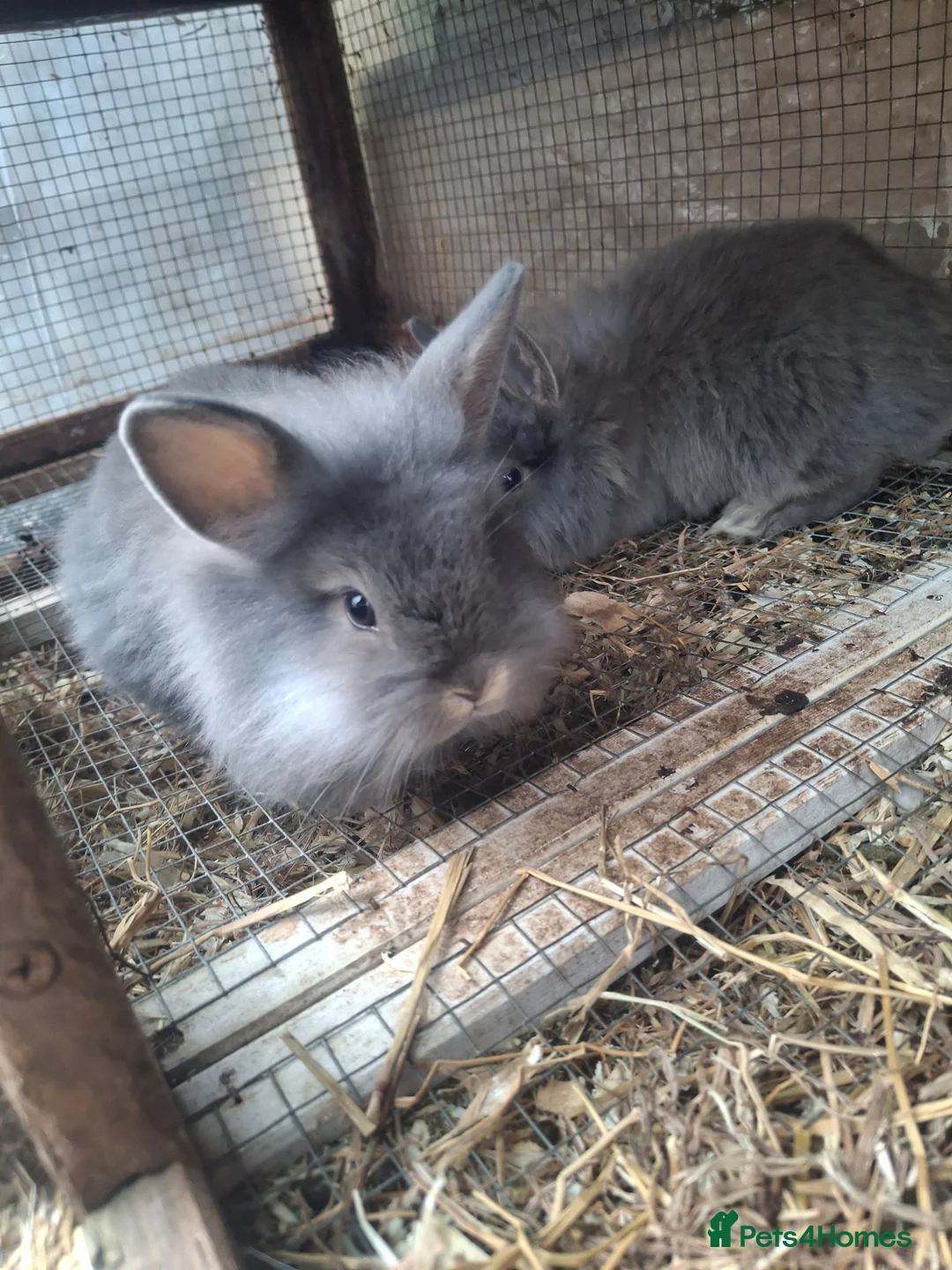 Mini Lion Lop rabbits for sale: Beautiful Mini lionlops  - Advert 5