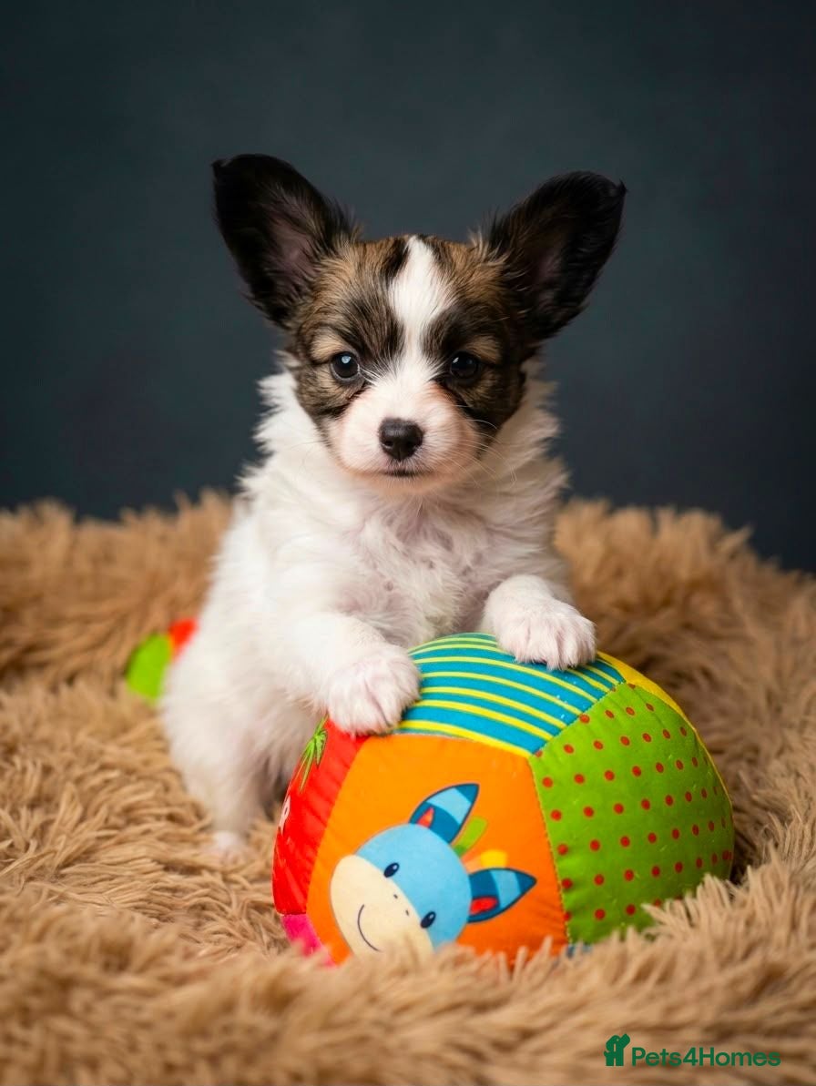 Papillon dogs 5generation Royal Kennel Club reg. - Advert 1