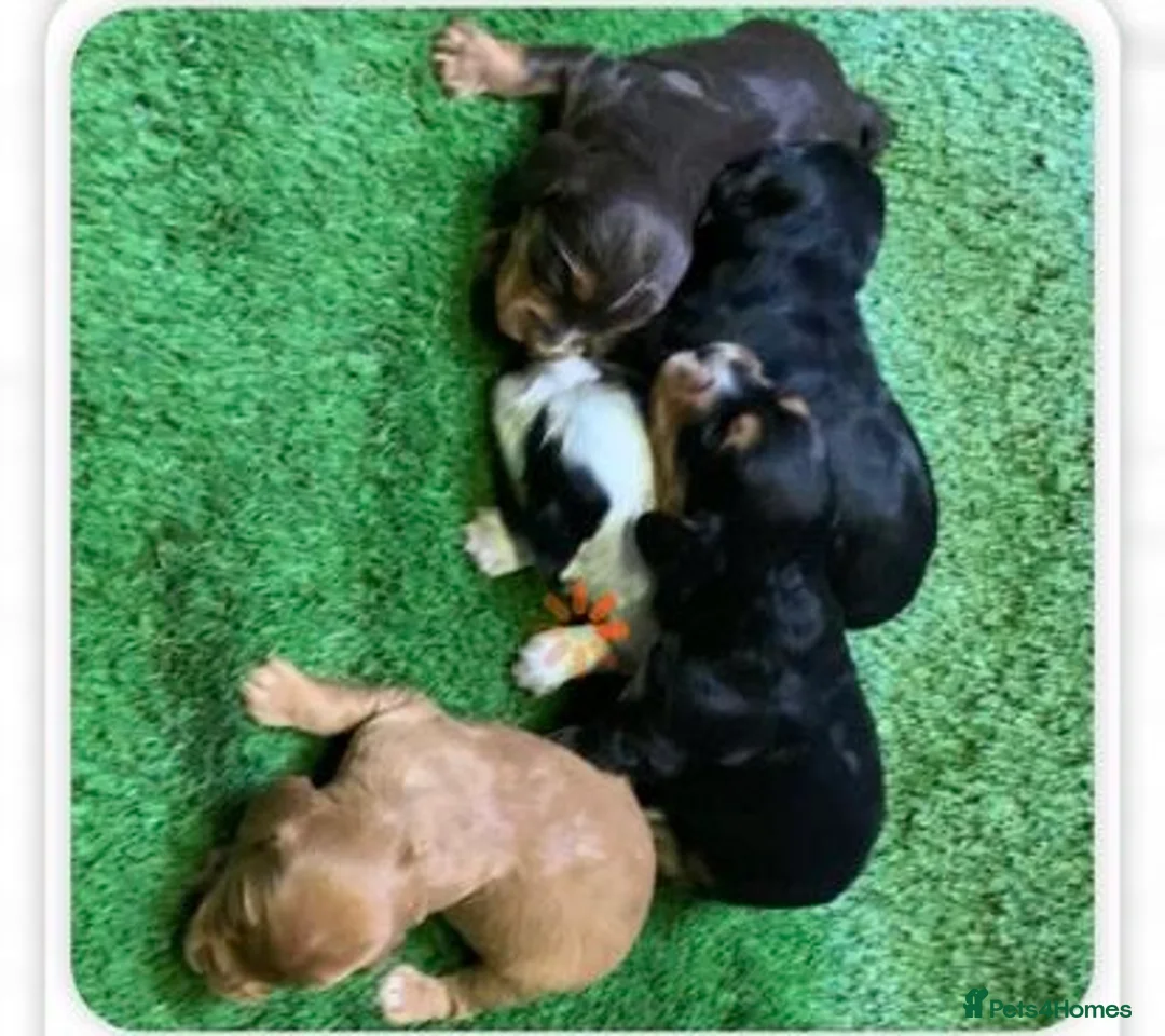 Cocker Spaniel dogs for stud: ROO KC dna clear ☑️ tri cocker spaniel in Blaydon-on-Tyne - Advert 7