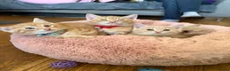 Mixed Breed cats for sale: * READY TO GO * LAST STUNNING GINGER GIRL LEFT*** - Advert 6