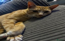 Mixed Breed cats for sale: Male ginger cat  - Image 23