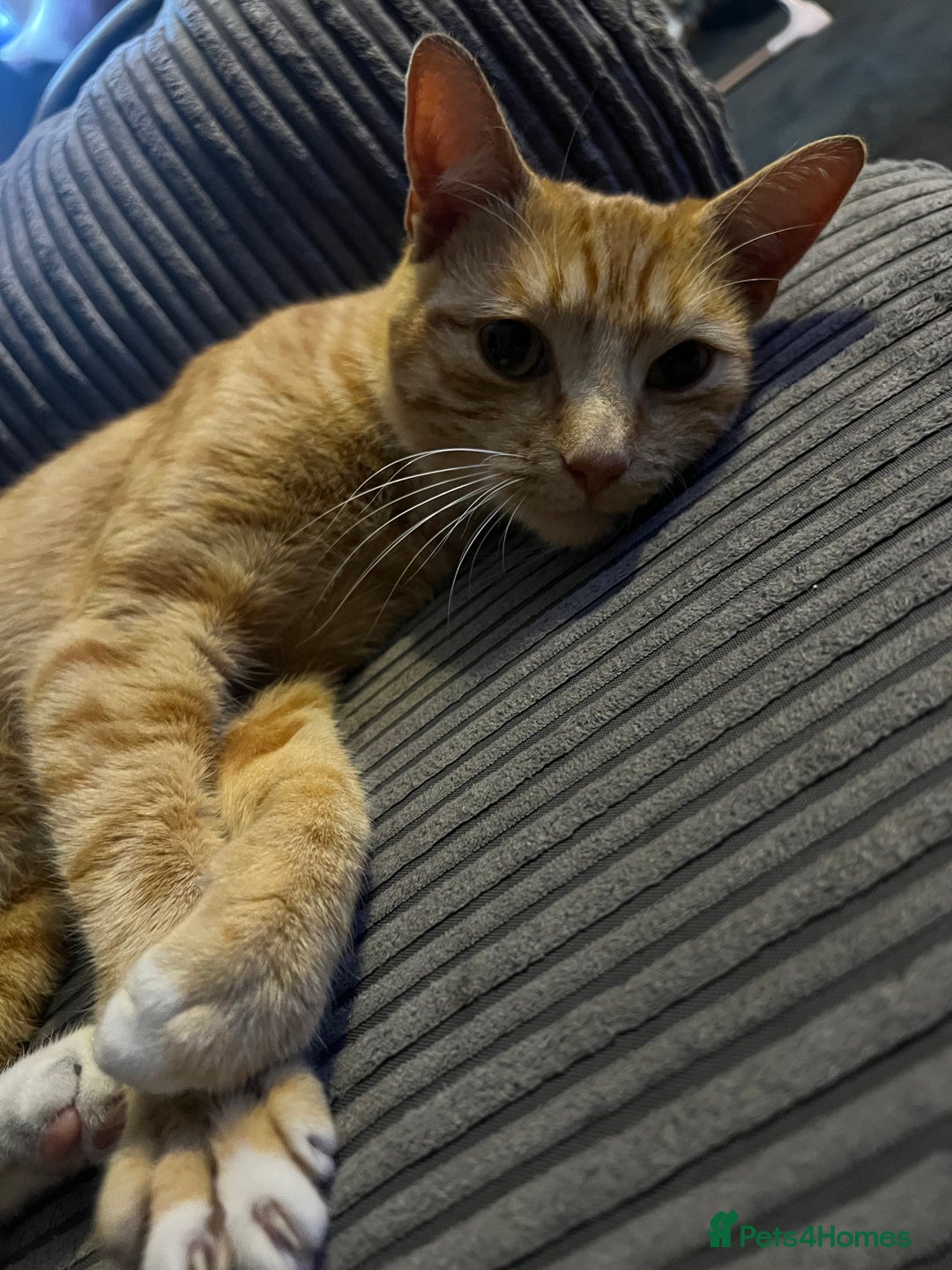 Mixed Breed cats for sale: Male ginger cat  - Image 23