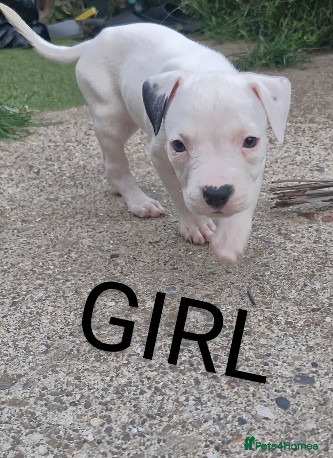 American Bulldog dogs for sale: American bulldogs puppies  - Image 2