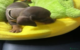 Dachshund dogs for sale: Miniature Dachshund pups £1000 - Image 5