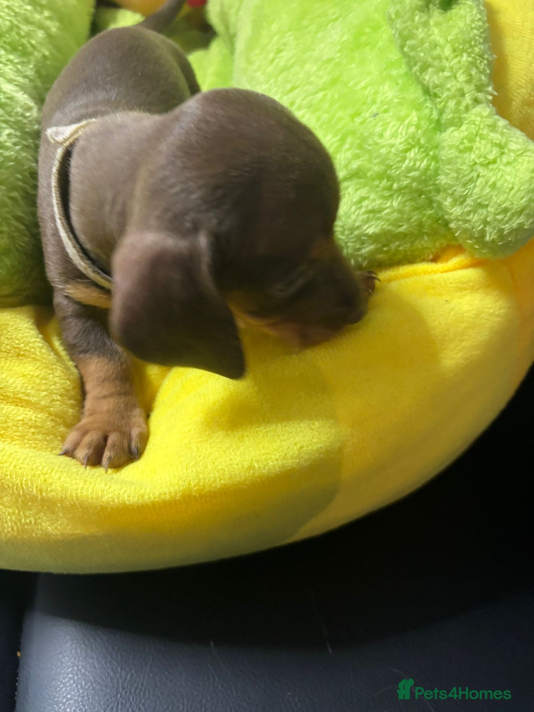 Dachshund dogs for sale: Miniature Dachshund pups £1000 - Image 5