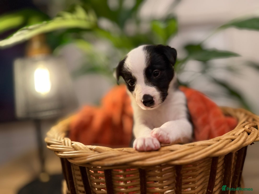 Border Collie dogs for sale: Pure Breed Boarder Collie Pups - Image 8