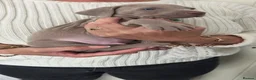 Weimaraner dogs for sale: Champion bloodline silver weimaraner puppies  - Advert 7