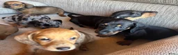 Miniature Dachshund dogs for sale: Miniature dachshunds - Advert 16