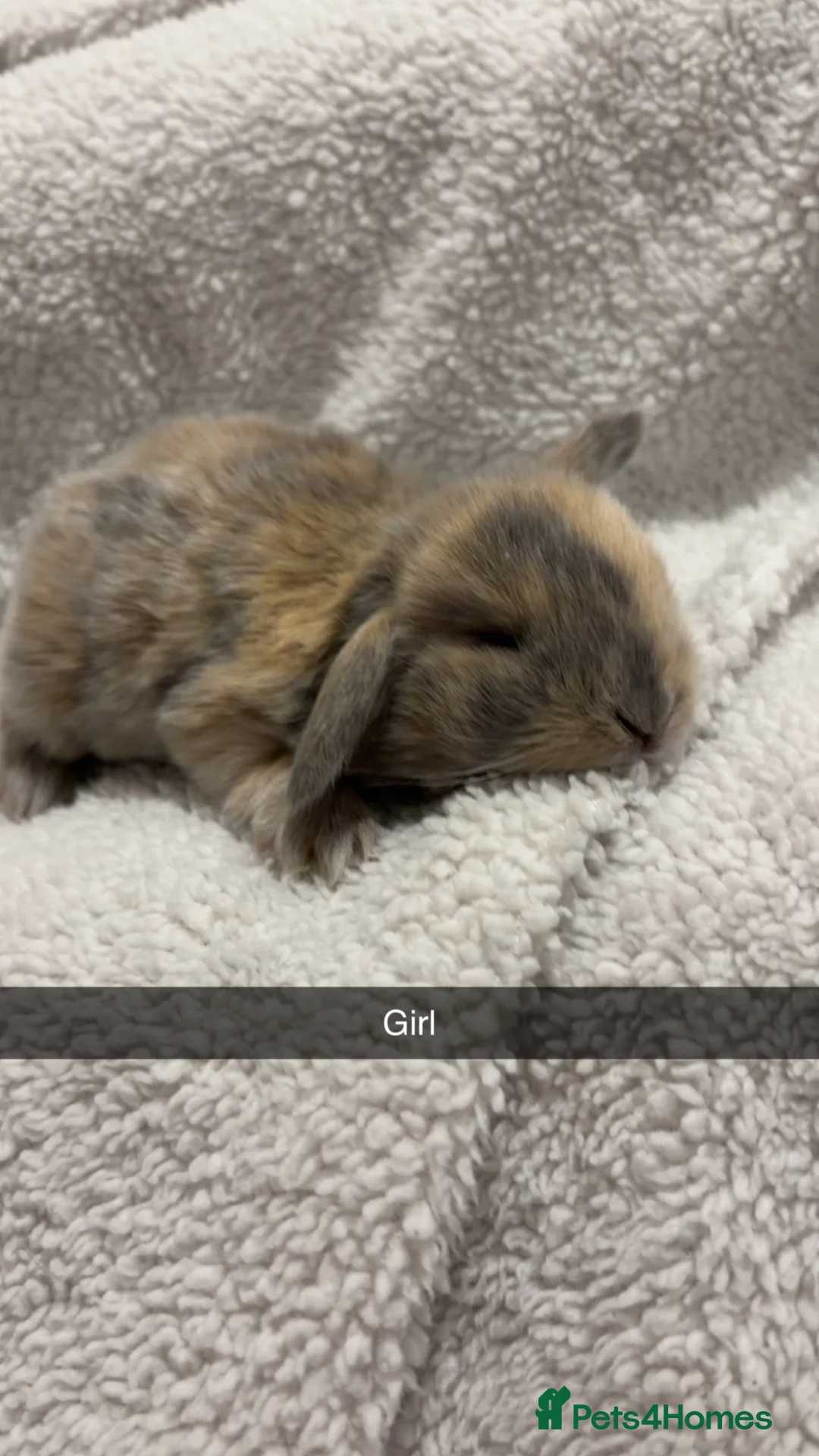 Mini Lop rabbits for sale: LITTER OF MINI LOPS - Advert 1