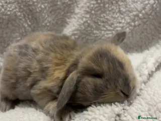 Mini Lop rabbits LITTER OF MINI LOPS - Advert 4