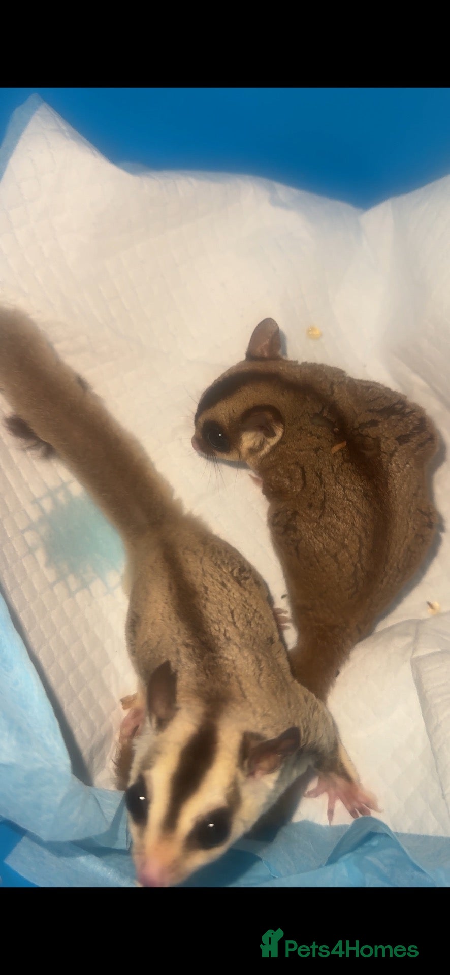 Sugar Glider rodents for sale: 3 sugar gliders - Advert 16