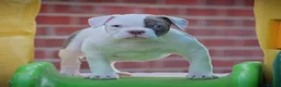 Olde English Bulldogge dogs for sale: 24 YEARS PROS, 5⭐️RATED LICENSED & REGISTERED  - Advert 6