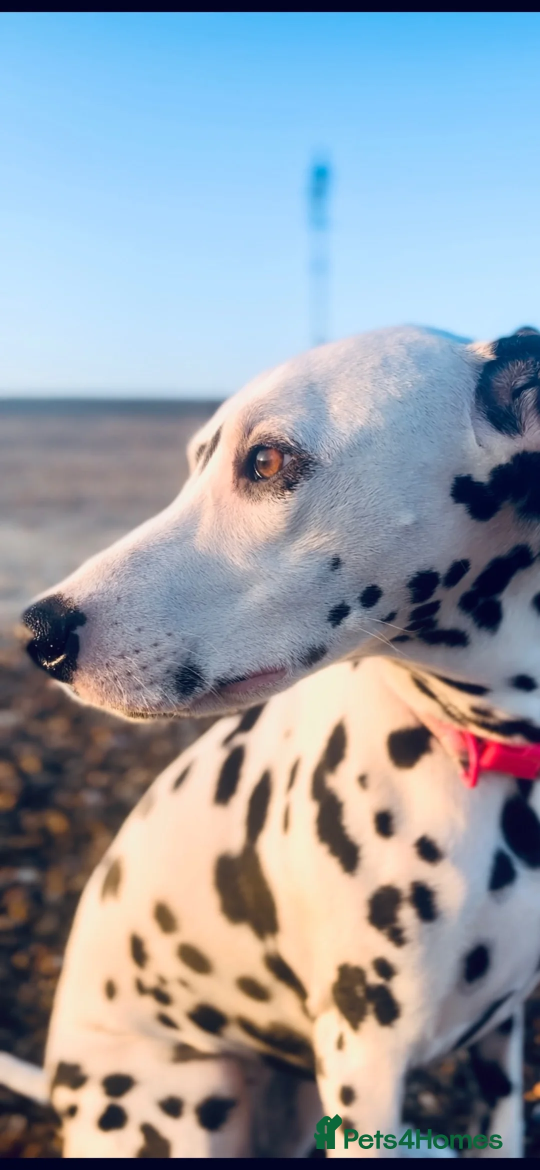 Dalmatian dogs for sale: Female deaf Dalmatian  in Southsea - Advert 2