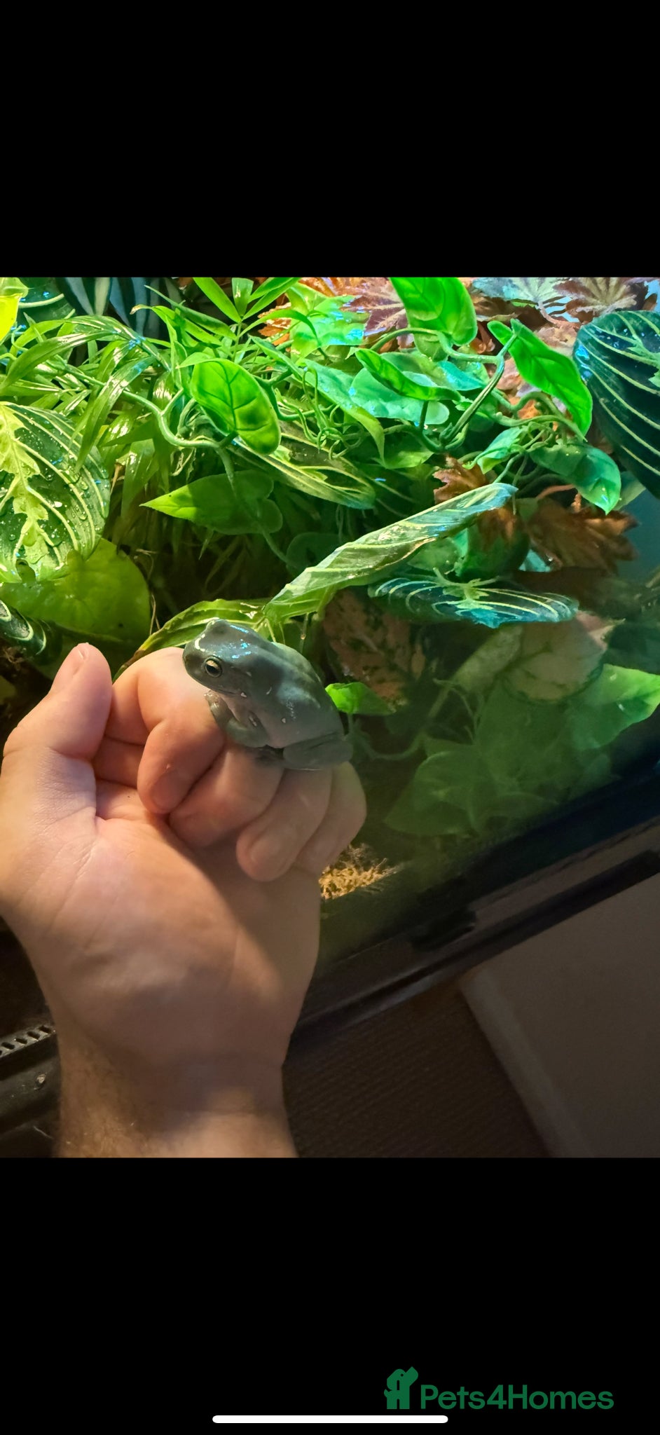 Mixed Breed reptiles King snake and whites tree frogs.(REDUCED) - Advert 1