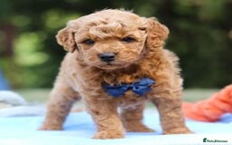Goldendoodle dogs for sale: Goldendoodle puppies for sale  - Image 1