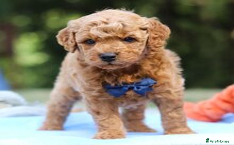 Goldendoodle dogs - Advert 1