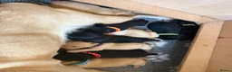 Labrador Retriever dogs for sale: Want something different? Black and Tan Labrador  in Bridgwater - Advert 2
