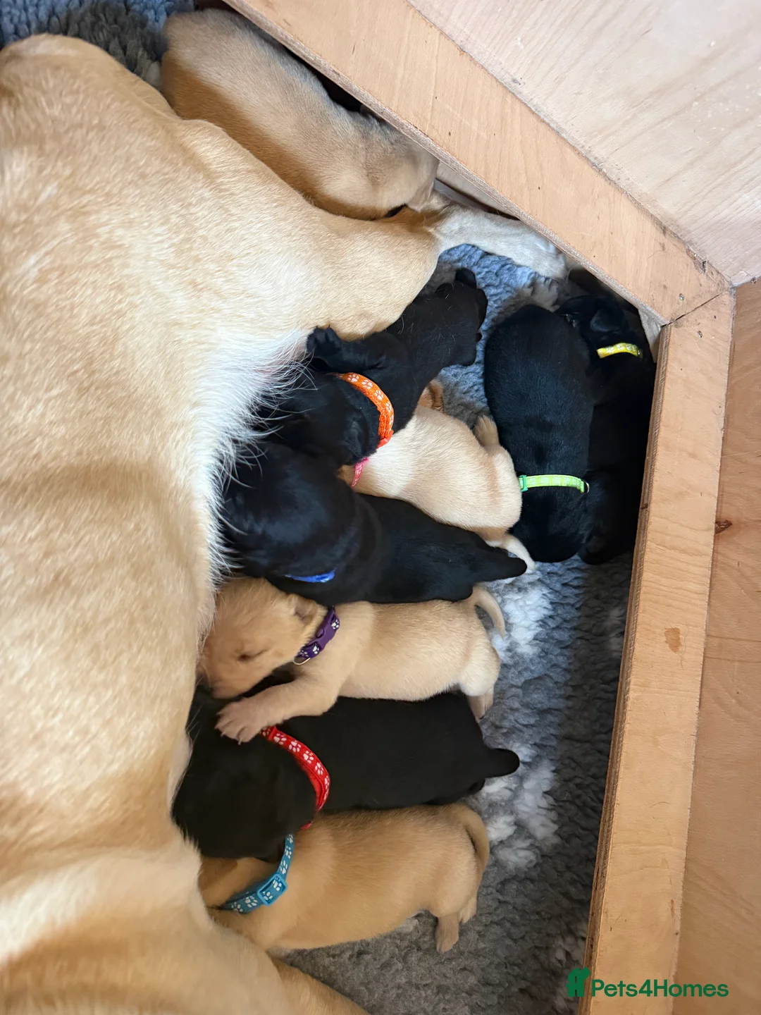 Labrador Retriever dogs for sale: Want something different? Black and Tan Labrador  in Bridgwater - Advert 2