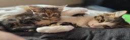 Mixed Breed cats for sale: Tabby kittens  - Advert 11