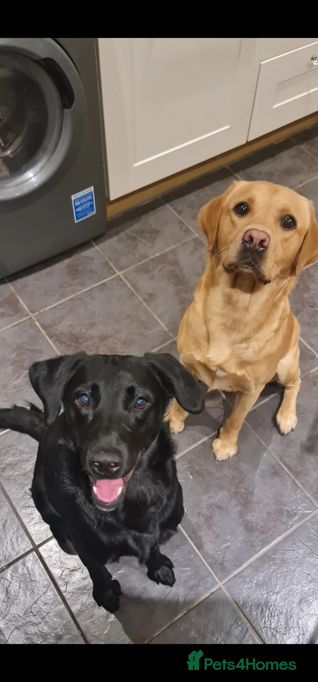 Labrador Retriever dogs for sale: Fox Red & Black Labrador Puppies due!! in Biggleswade - Advert 1