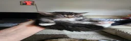 British Longhair cats for sale: Stunning British Kittens - Home Reared & Healthy - Advert 21