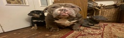 English Bulldog dogs for sale: English Bulldogs - Advert 10