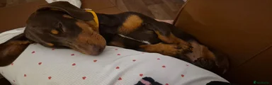 Dachshund 1