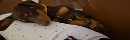 Dachshund dogs for sale: Male Dashund  in Pontypridd - Advert 3