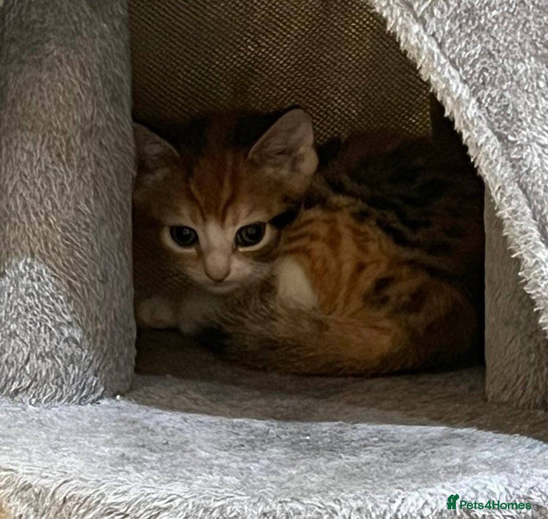 British Shorthair cats for sale: Exceptional kittens, unusual markings - Advert 3