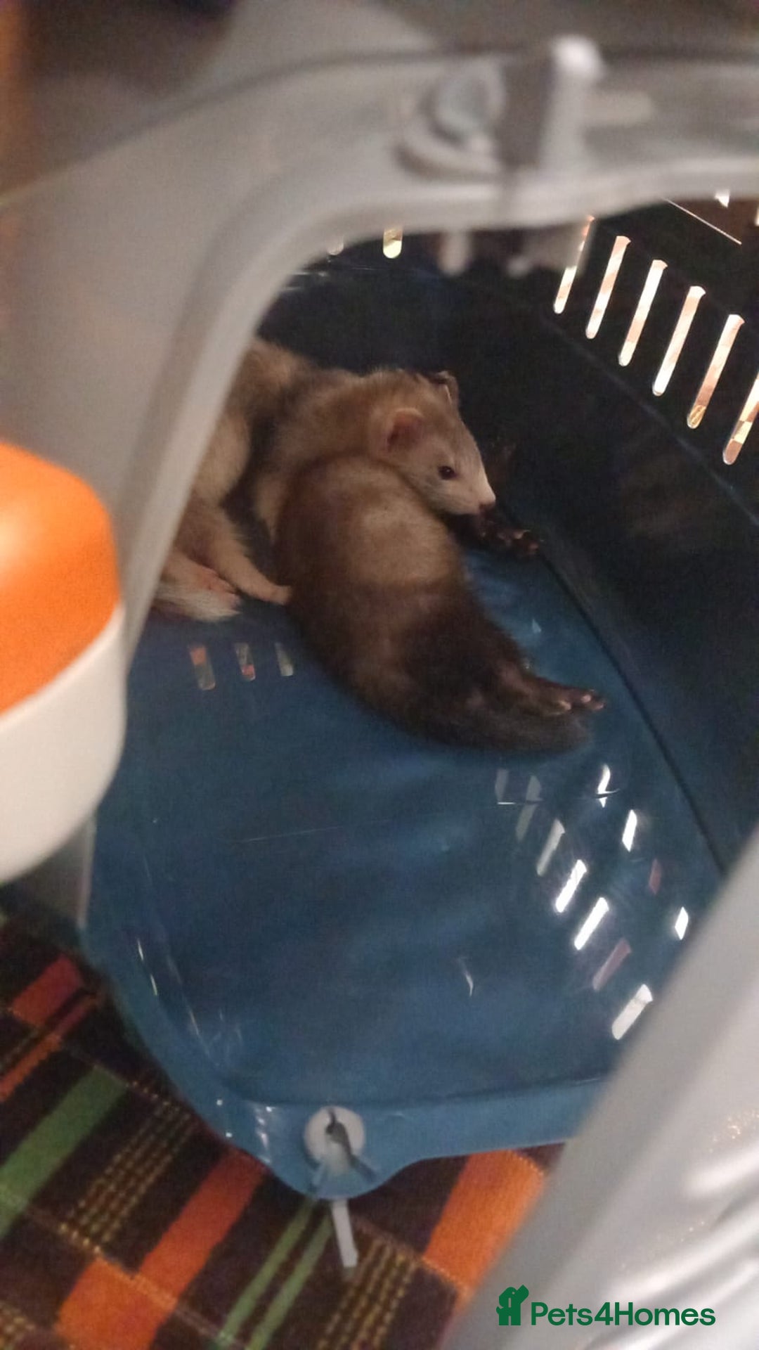 Ferret rodents for sale: 2 female ferrets - Image 5