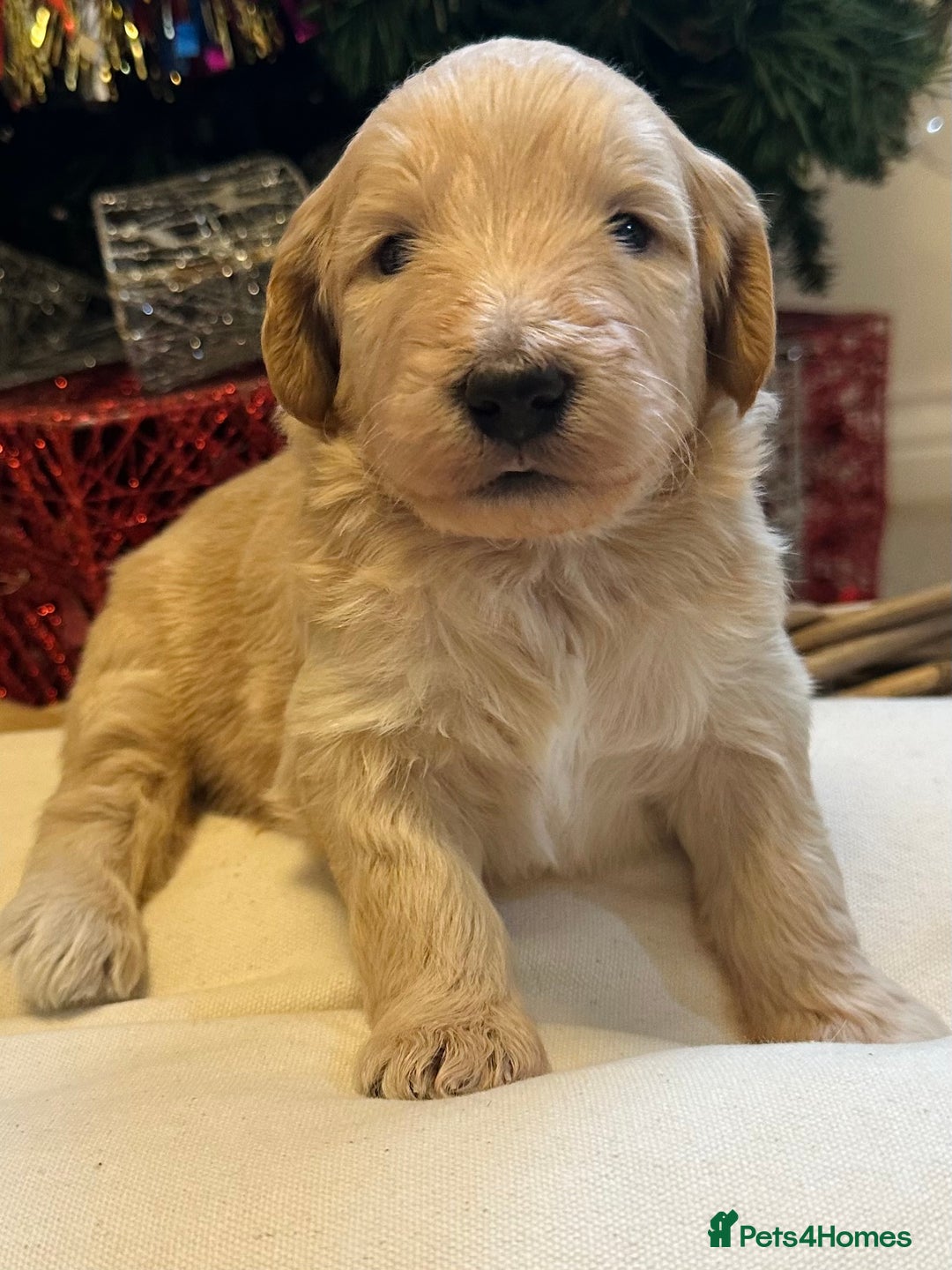 Mixed Breed dogs for sale: Australian double doodles  - Advert 23