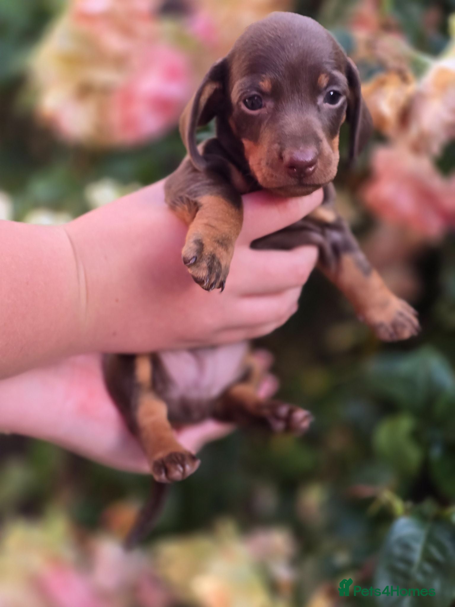 Miniature Dachshund dogs Miniature dachsund puppy's  - Advert 6