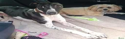 Lurcher dogs for adoption: MILO, male lurcher in rescue - Advert 3