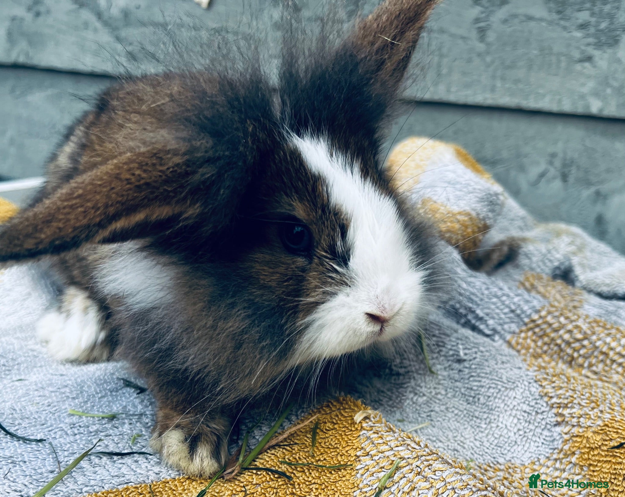 Lionhead rabbits Beautiful lion head and lion head lops rabbits  - Advert 2