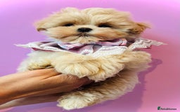 Maltipoo dogs for sale: Luxury Korean F1b maltipoos 😍🐶🐾 - Image 1