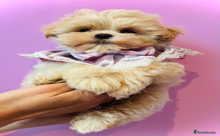 Maltipoo dogs - Advert 3