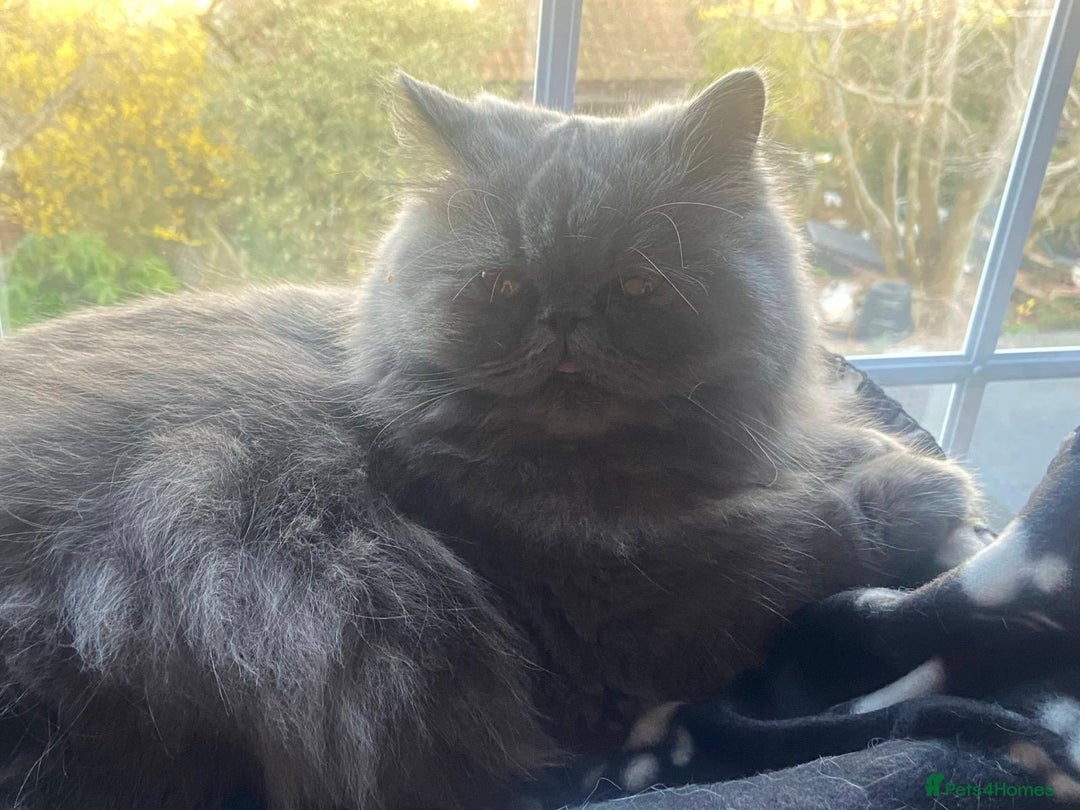 Persian cats for sale: Our beautiful pedigree Persian girl Winnie - Advert 4