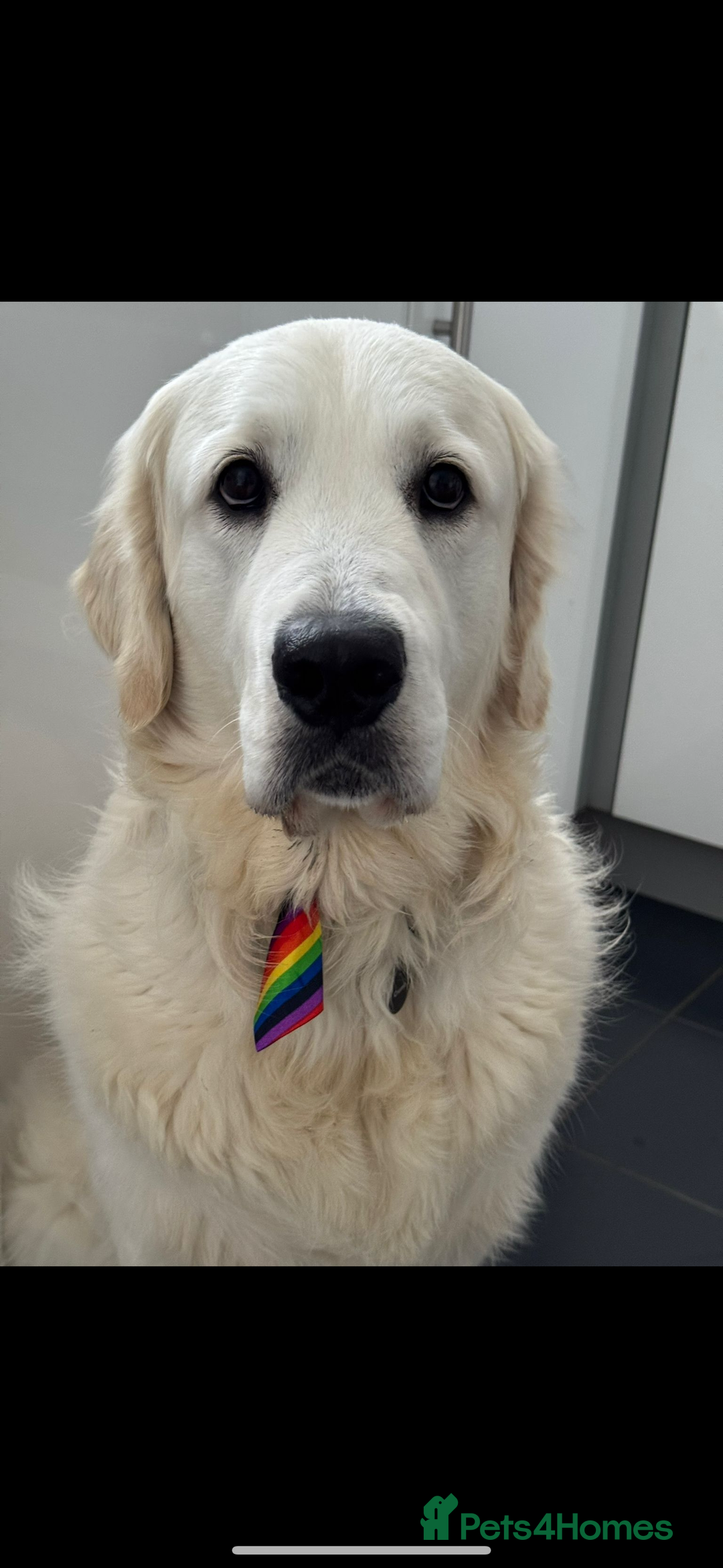 Golden Retriever dogs for sale: ⭐️ health tested kc reg puppies ⭐️ - Advert 9