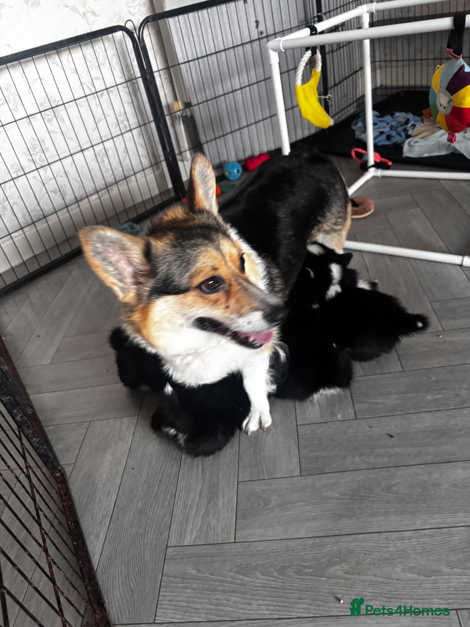 Welsh Corgi Pembroke dogs for sale: Stunning champion breed Tri Corgi Puppies  - Advert 8