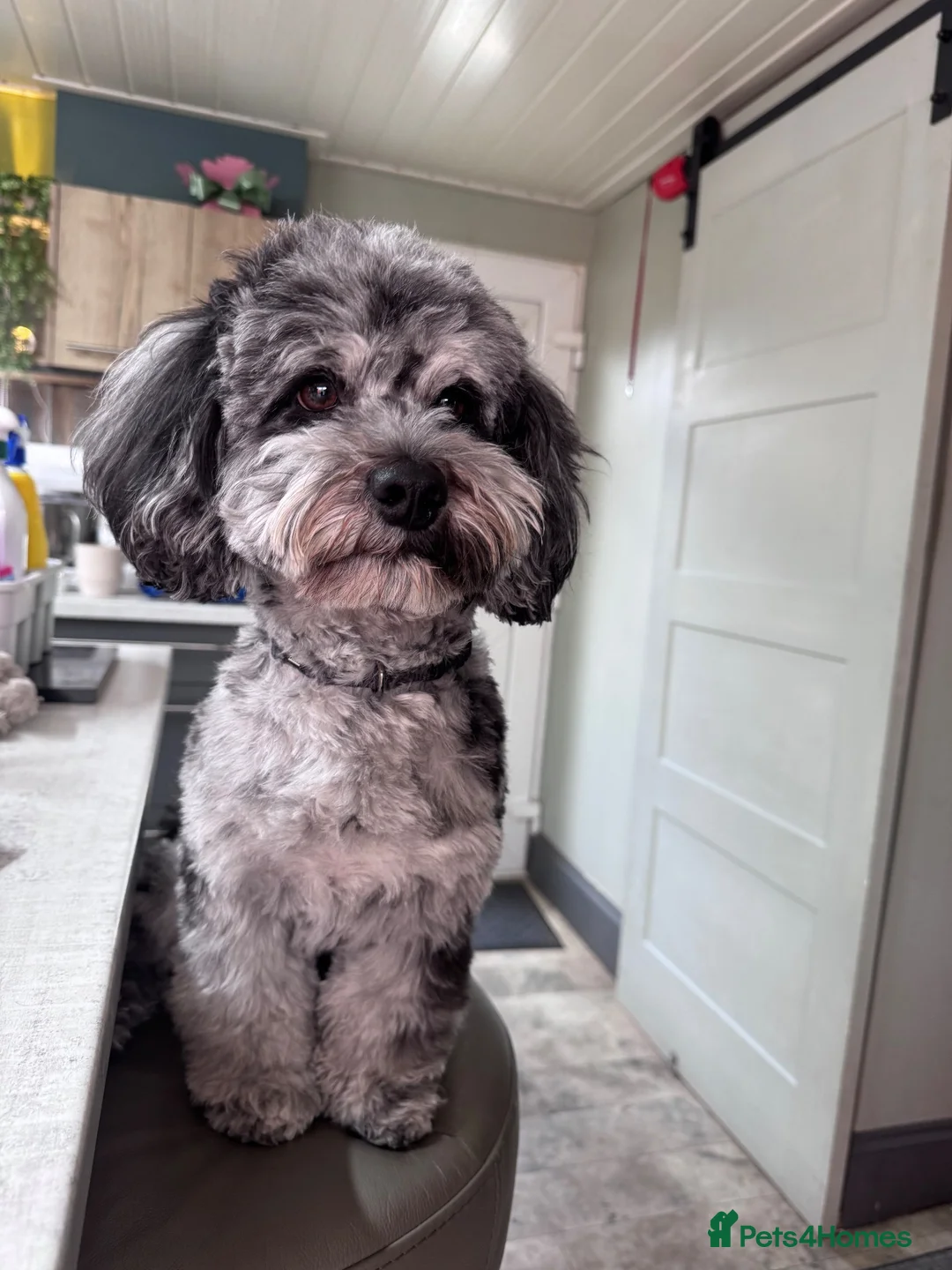 Lhasapoo dogs for stud: Lhasapoo STUD  in Kettering - Advert 1