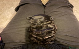 Cavapoo dogs for sale: Cavapoo (Cavalier Backcross) Puppies - Image 8