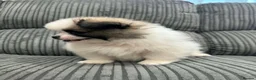 Pomeranian dogs for sale: Tiny Teddy Pomeranian Puppies for sale  - Advert 24