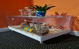 Hamster rodents for sale: Female Syrian Hamster  - Image 2