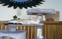 British Shorthair cats for sale:  British shorthair colourpoint pedigree kittens  - Image 22