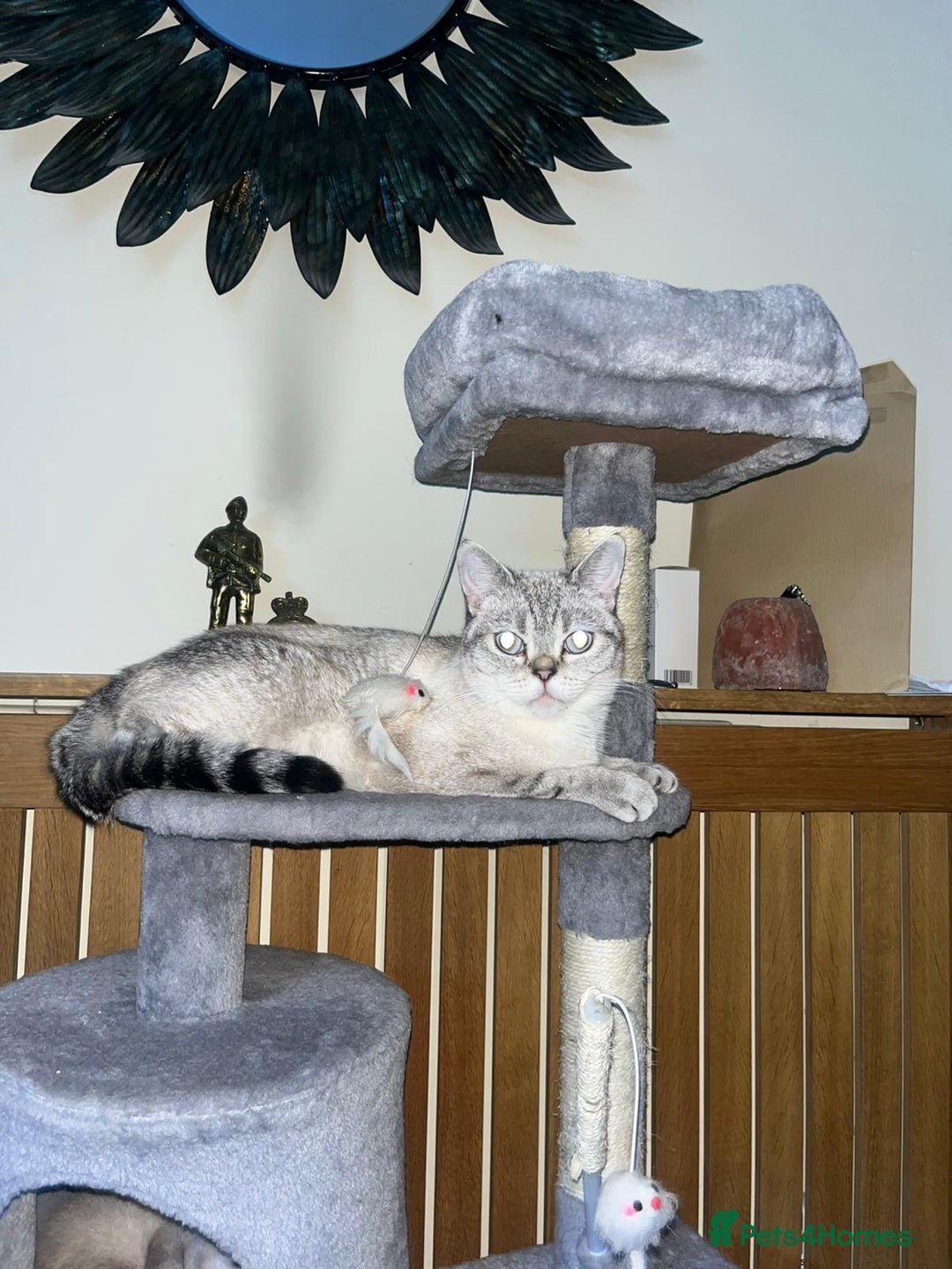 British Shorthair cats for sale:  British shorthair colourpoint pedigree kittens  - Image 22