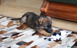 German Shepherd dogs for sale: German Shepherd Puppies - Image 25